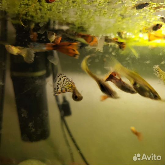 Аквариумные рыбки гуппи