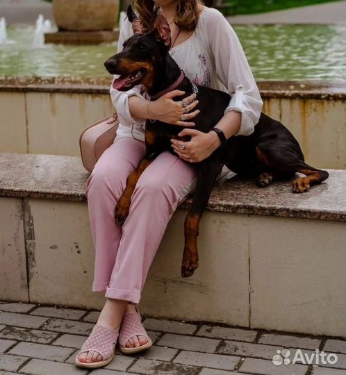 Доберман для фотосессии