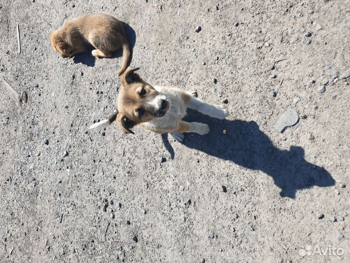 Собака в добрые руки отдам бесплатно