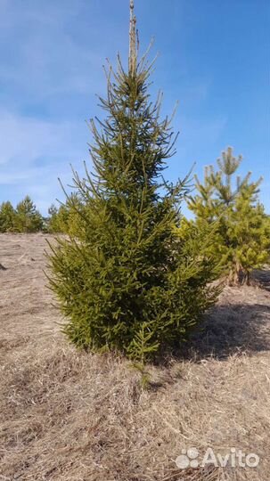 Саженцы хвойных деревьев