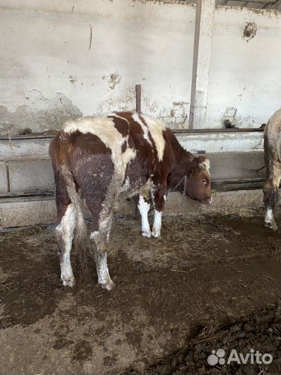 Продам Бычков на докорм