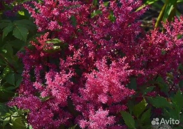 Астильба,Очиток седум,Лиатрис