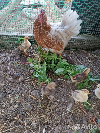 Бентамки,декоративные. Цыплята бентам и декор