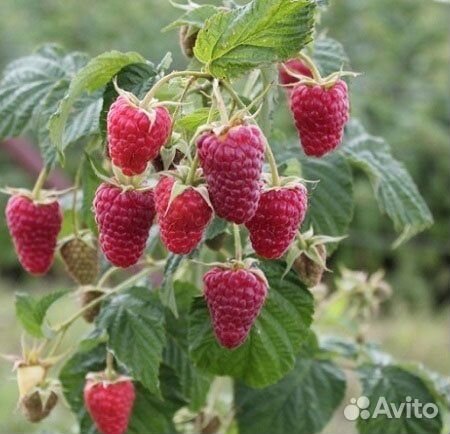 Малина Карамелька