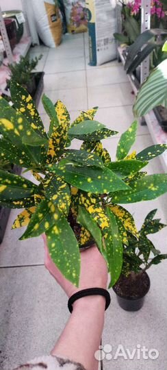 Кротон кодеум