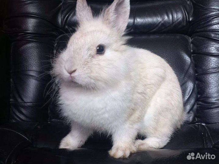 Карликовый кролик с большой клеткой