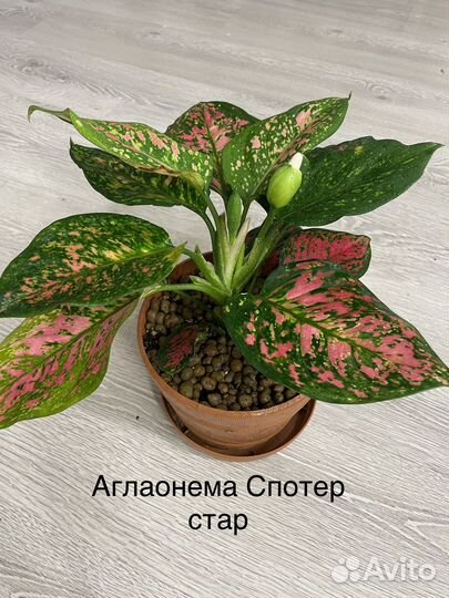 Аглаонемы
