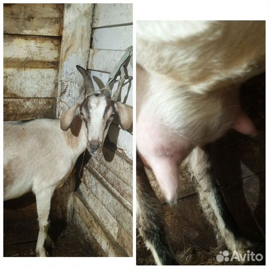 Коза дойная