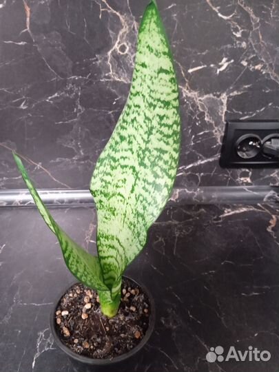 Сансевиерия сортовая