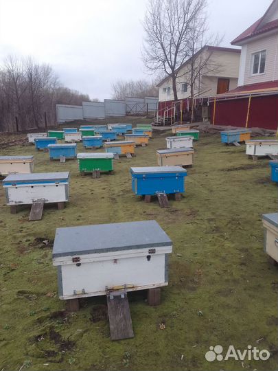 Улей с пчелами