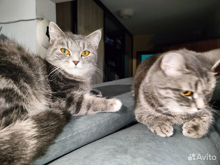 Отдам кошку