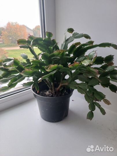 Декабрист и другие комнатные растения