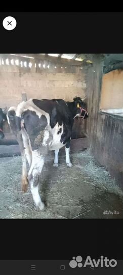 Корова телка