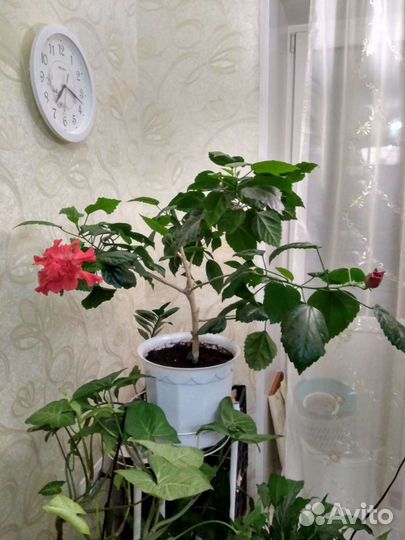 Китайская роза