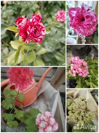 Комнатные цветы