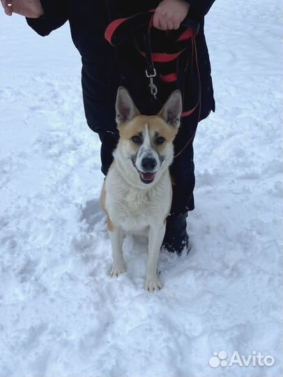 Собака скучает в приюте