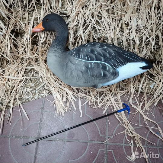 Гусь серый Final Approach