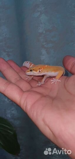 Геккон эублефар