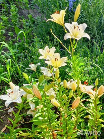 Лилии. Много разных расцветок