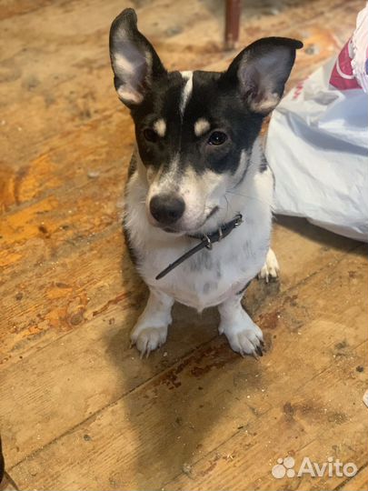 Маленькая собачка Марта