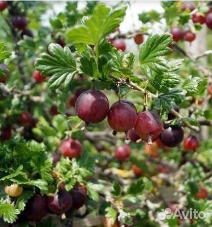 Крыжовник (саженцы)