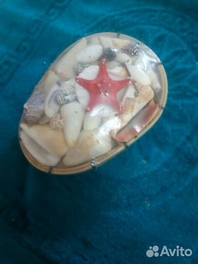 Морские ракушки