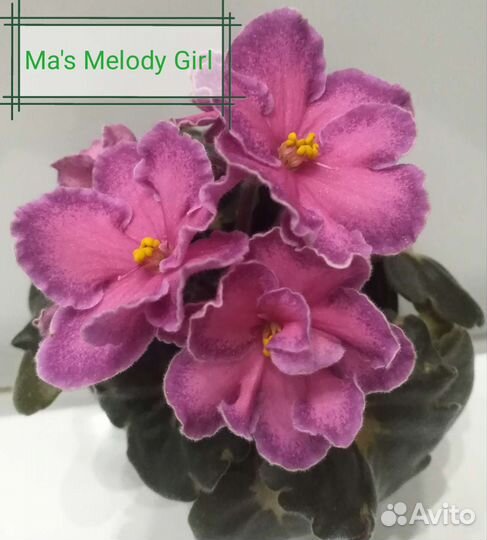 Детки и листья сортовых фиалок