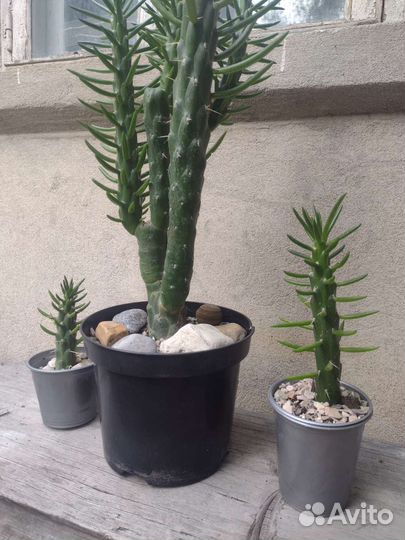 Кактус из Турции