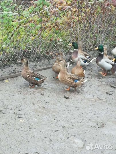 Дикая утка кряква