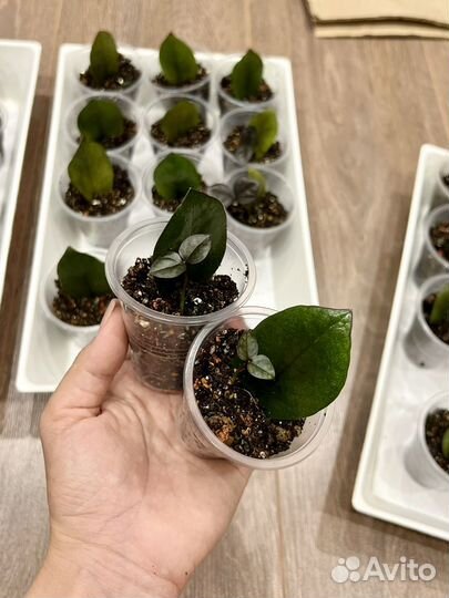 Замиокулькас черный 