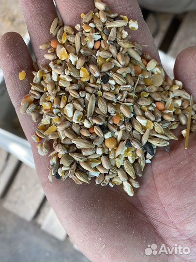 Овес голозерный