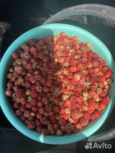 Клубника свежая