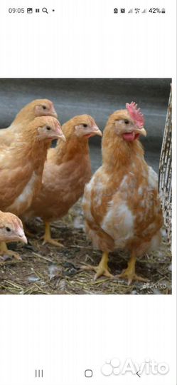 Куры мини мясные 1 + 3