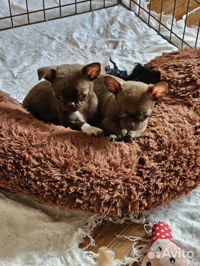 Чишки-детишки