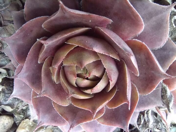 Молодило и седумы сортовые