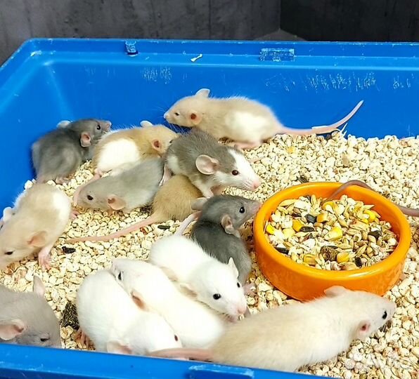 Крысята дамбо малыши