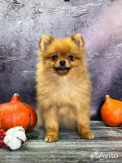 Померанский шпиц девочка