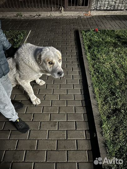 Среднеазиатская овчарка алабай вязка