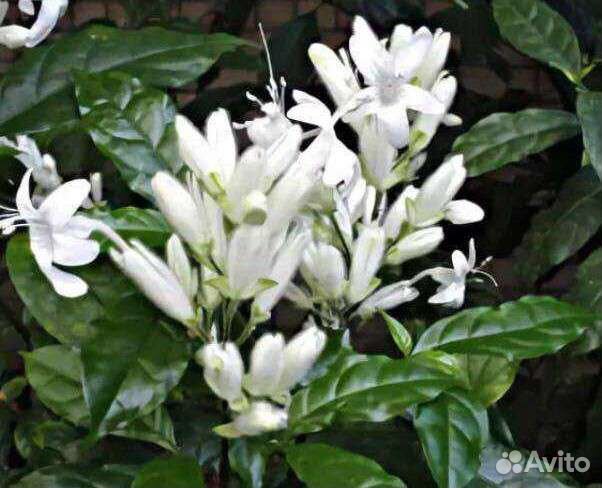 Красивоцветущие комнатные