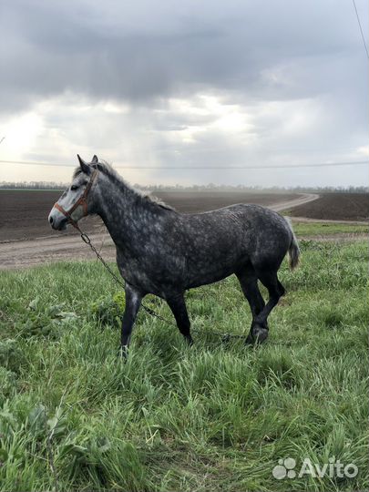 Орловская кобыла