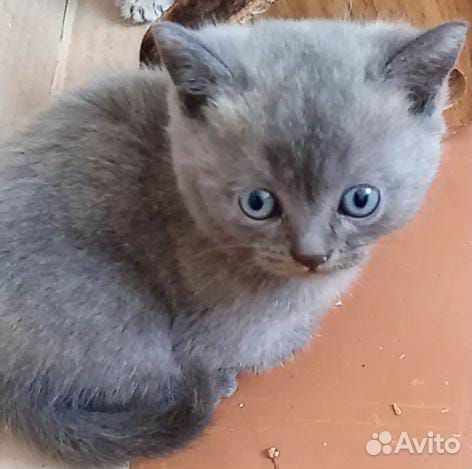 Шотландцы скотиш страйт