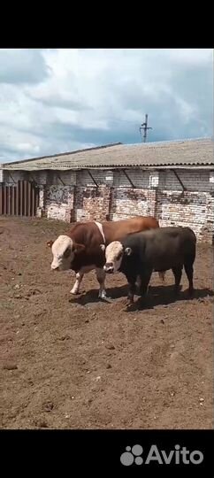 Быки на мясо