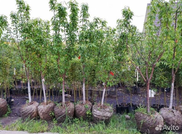 Черешня саженцы из питомника