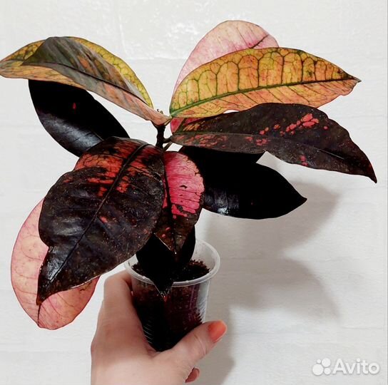 Кротон Миссис Айстон