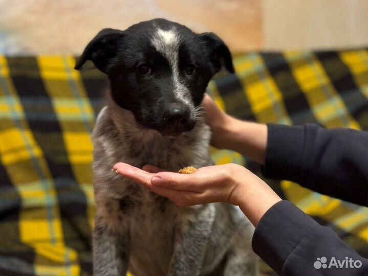 Щенок- мальчик