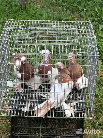 Голуби узбеки двухчубые