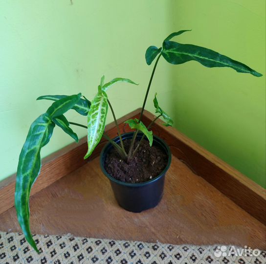 Сингониум ушковатый