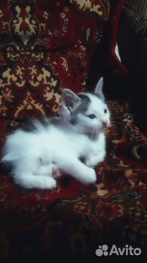 Котенок в добрые руки бесплатно