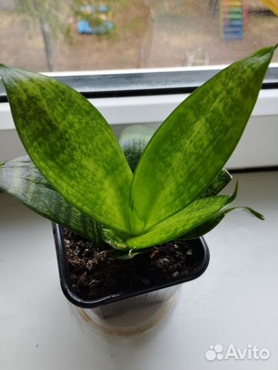 Сансевиерия ханни