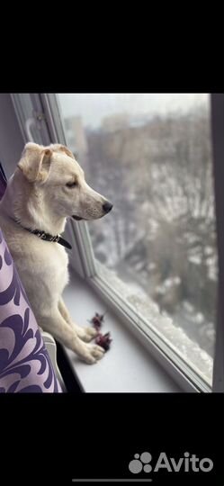 В добрые руки